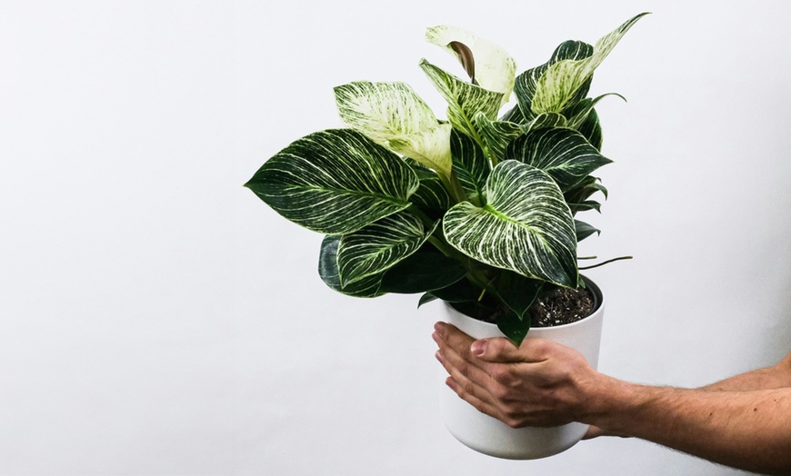 Image 2: Rootz Aphelandra Botanica Zebra plant