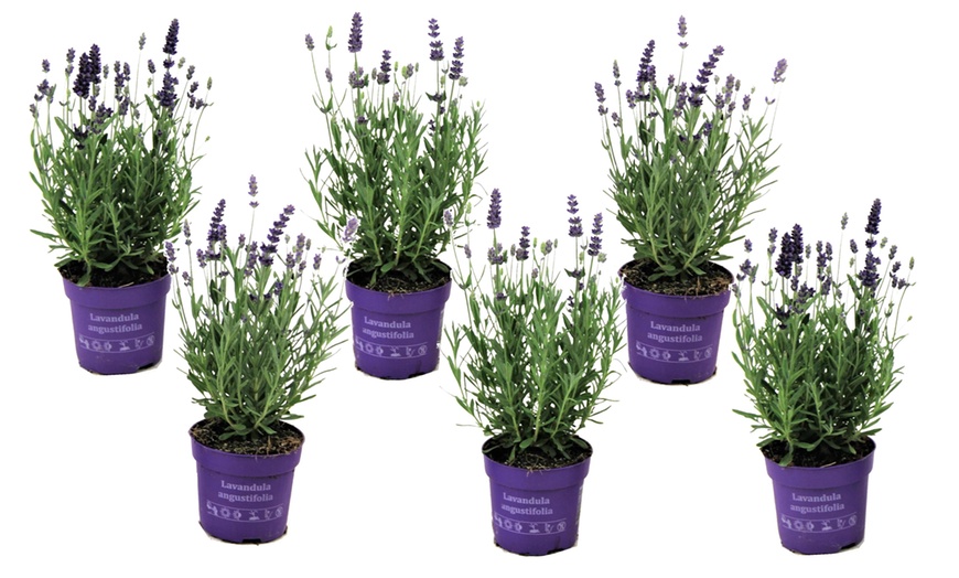 Image 7: 6 ou 12 plants de lavande "Lavandula angustifolia"