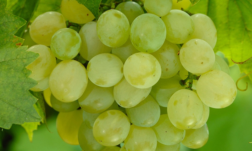 Image 2: Table Grapes