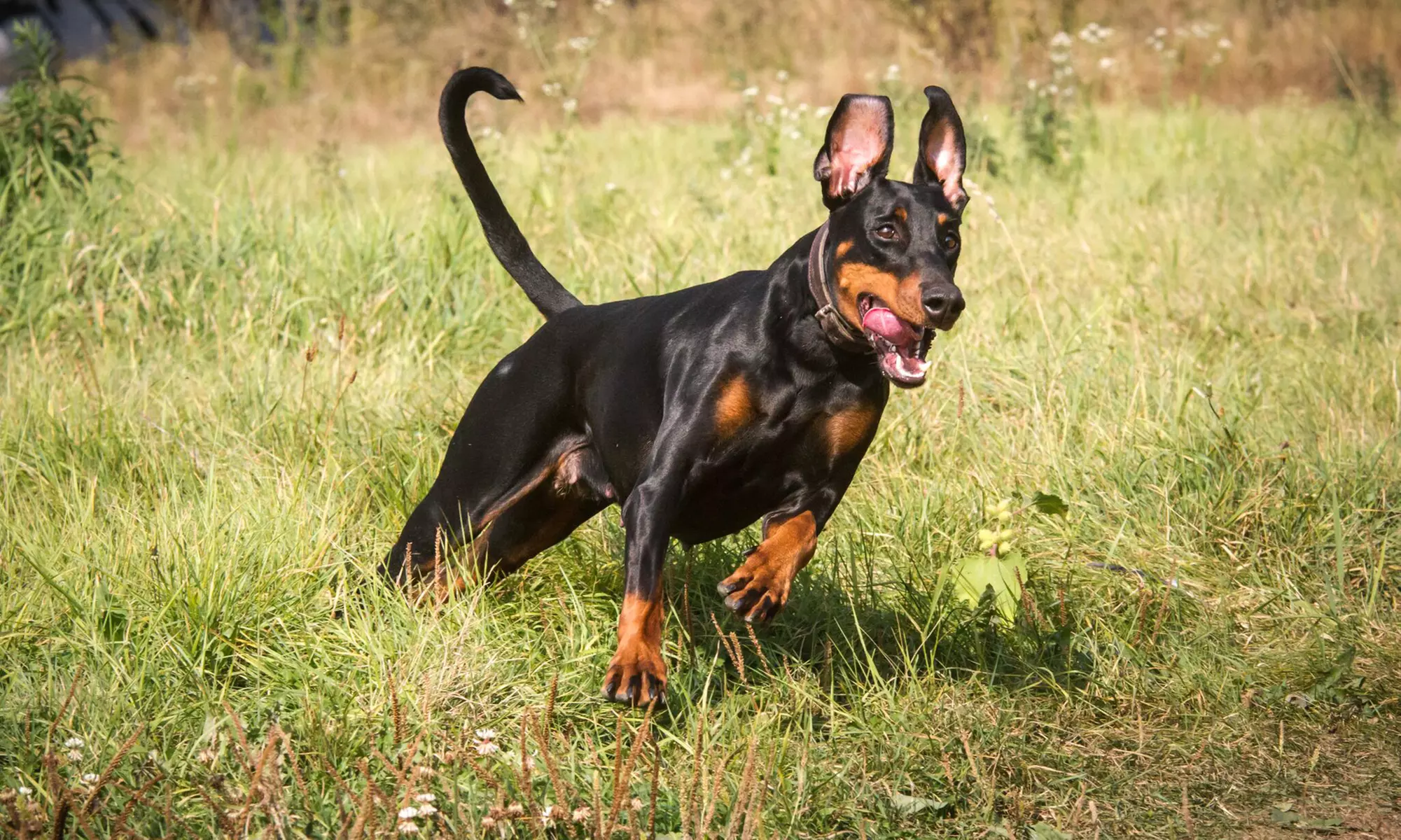 Haustier-Fotoshooting