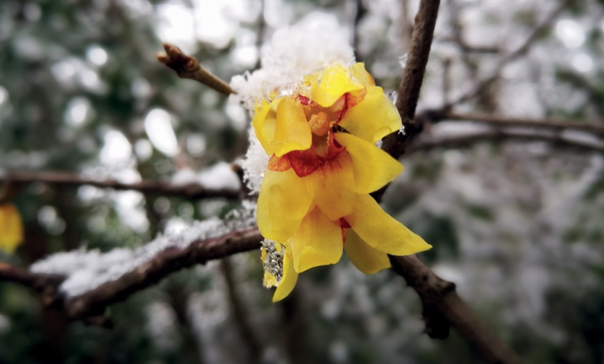 Image 2: Chimonanthus Praecox Wintersweet - 1 or 2 Potted Plants