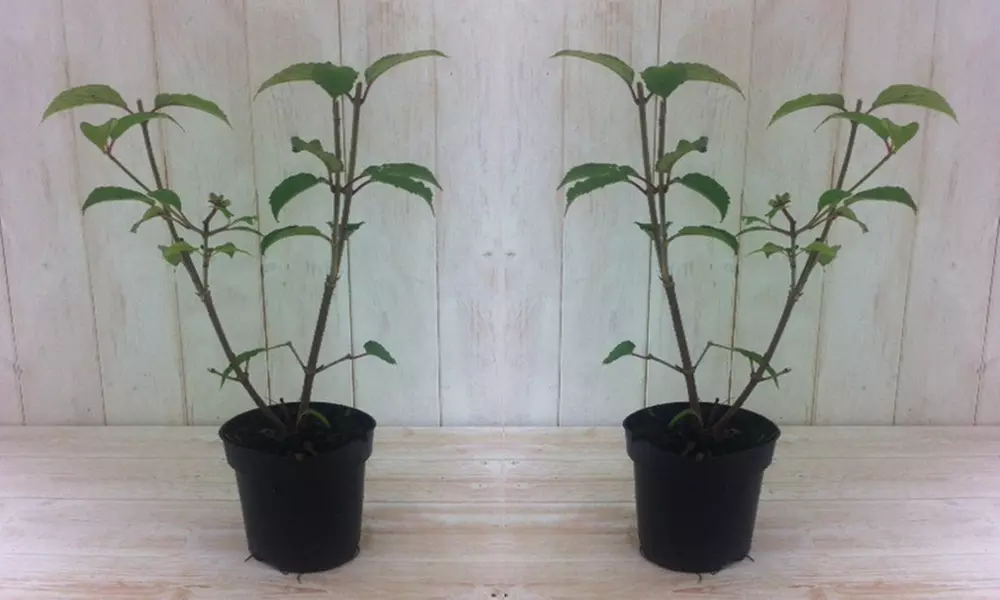 Viburnum Opulus Snowball 9cm Pot - One, Two or Three Plants