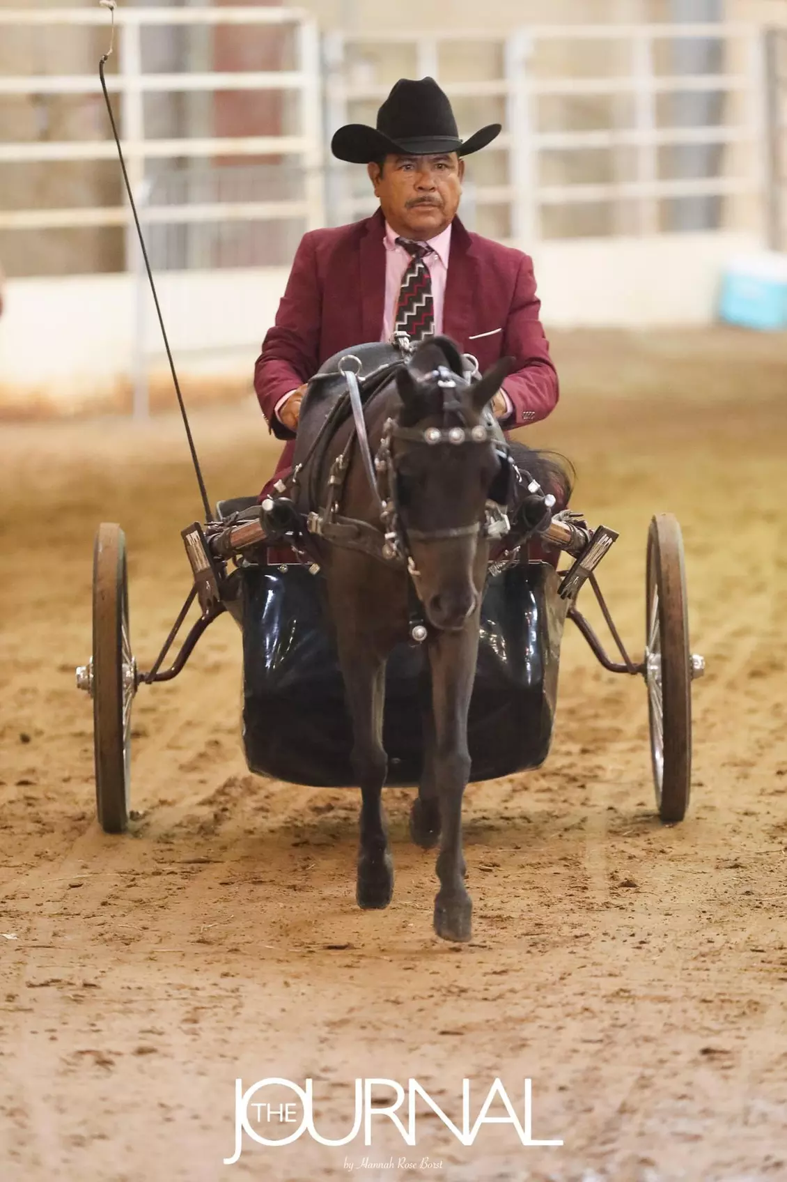 Mini Horse Cart Driving Lessons – A Unique Animal Bonding Experience