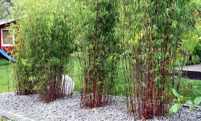 Red Stem Umbrella Bamboo Groupon Goods