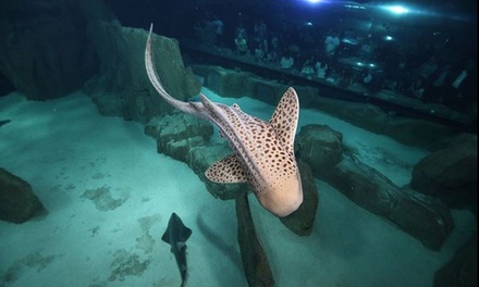 Pour 1 enfant : 1 visite nocturne de l'Aquarium de Paris avec 1 boisson soft