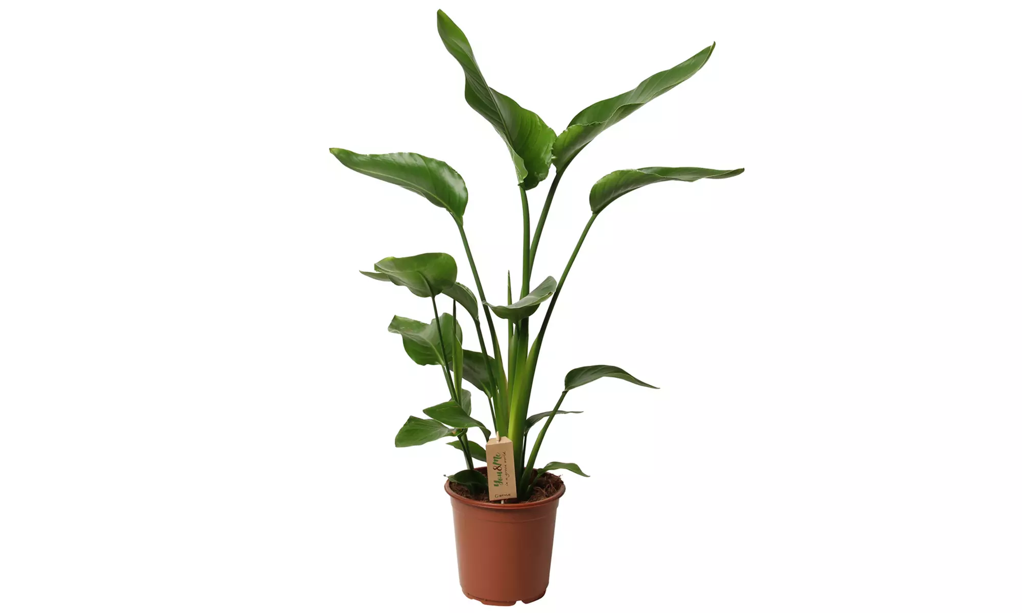 1 ou 2 plants de Strelitzia Nicolai 55-70 cm ou 100-120 cm, livrés en pot - Image 7