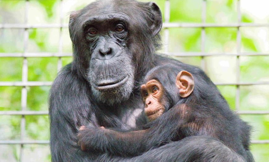 Image 8: Tageskarte Tierpark Leintalzoo