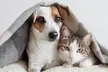 Basic Grooming Session for Dog or Optional Cat at Pet Joy Veterinary Clinic (Up to 57% Off) - Image 2