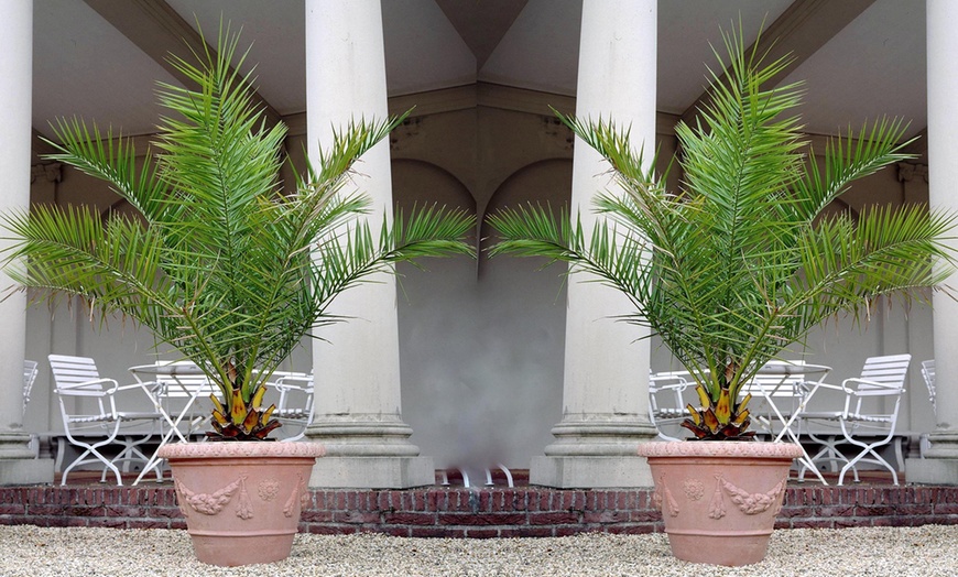 Image 1: Bis zu 4x Kanarische Dattelpalme „Phoenix Canariensis"