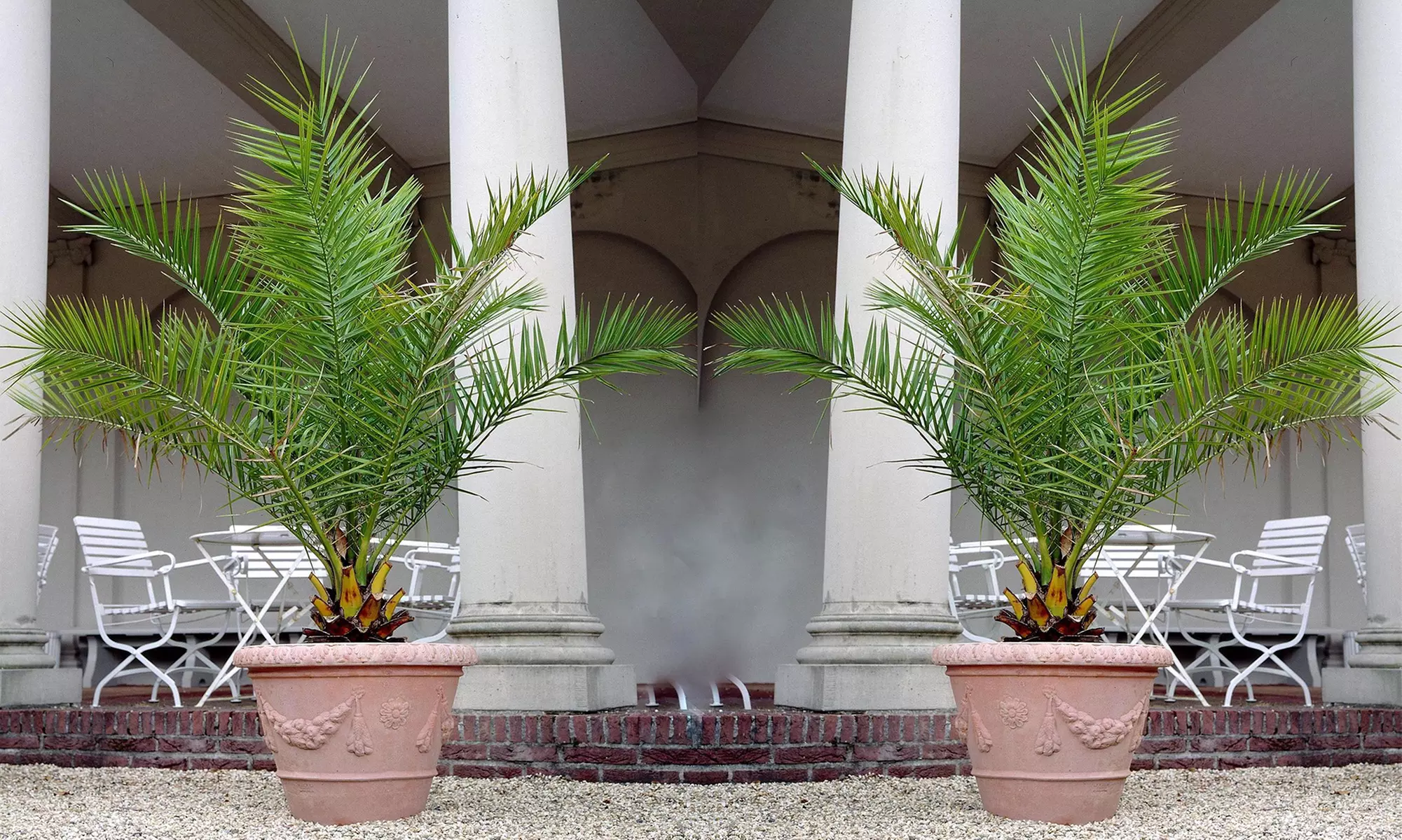 Bis zu 4x Kanarische Dattelpalme „Phoenix Canariensis" in der Größe nach Wahl - Primary Image