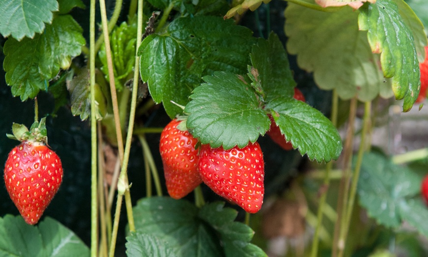 Image 2: 6 or 12 Strawberry 'Mount Everest' Plants