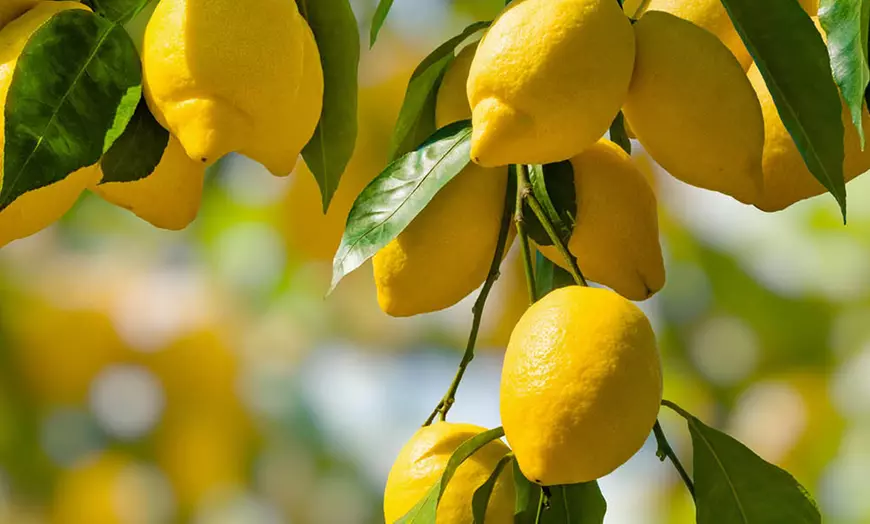 Image 6: Citrus 'Lemon' Tree