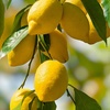 Image 6: Citrus 'Lemon' Tree