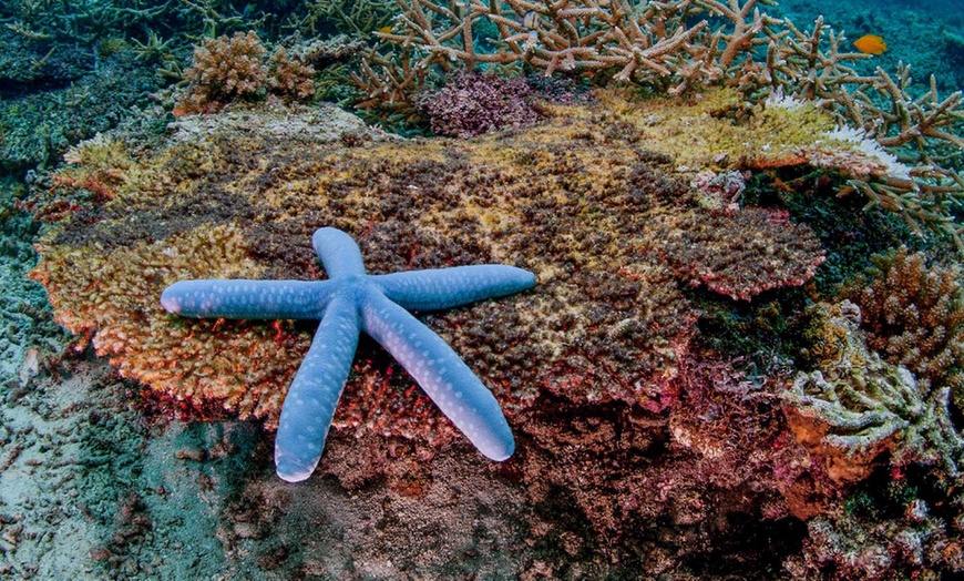 Image 8: Thrilling Underwater Adventure at Bare Island 2-3 Hours Scuba Dive