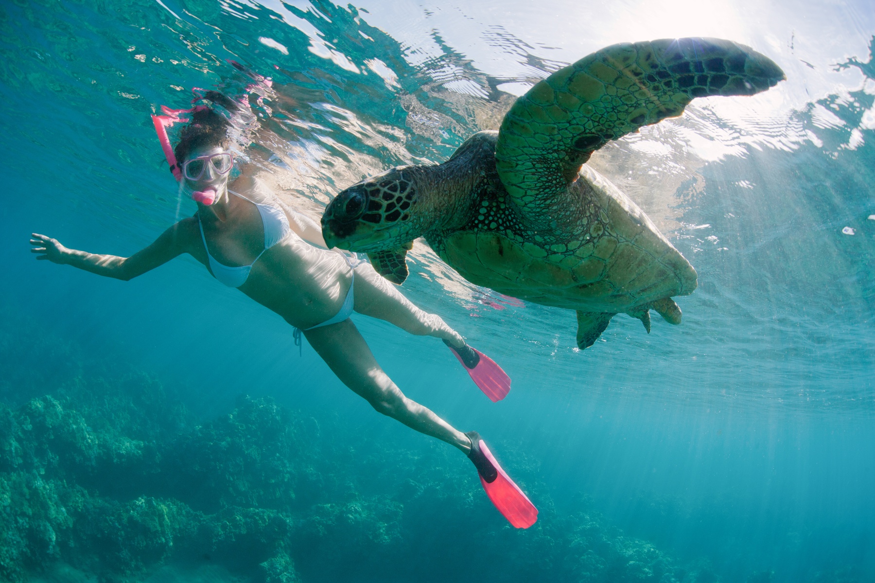 Snorkel La Jolla Cove Guided Tour – San Diego Marine Life