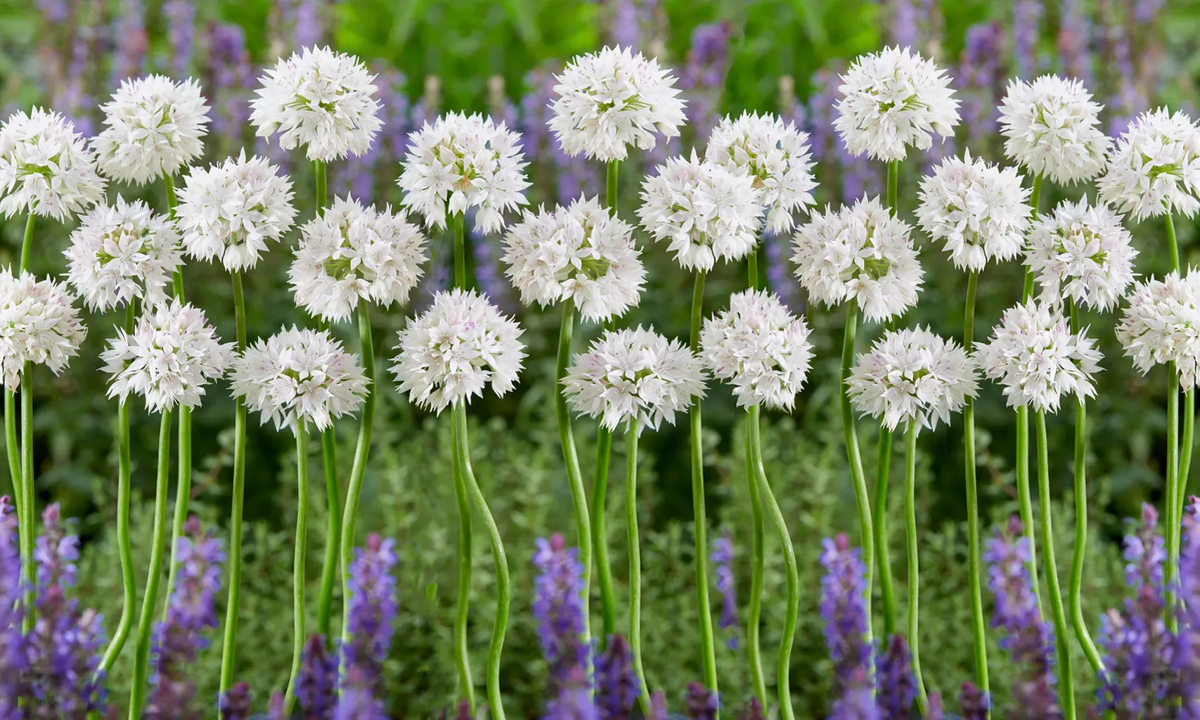 Snow White American Allium Flower Bulbs (15-, 30-, or 60-Pack with Bulb Planter) - Primary Image