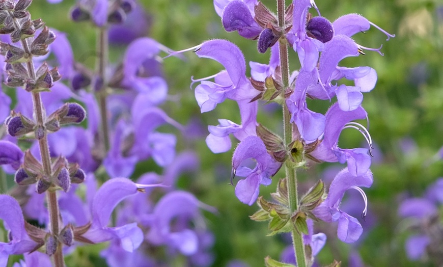 Image 2: Pack of Six Salvia Potted Plants 