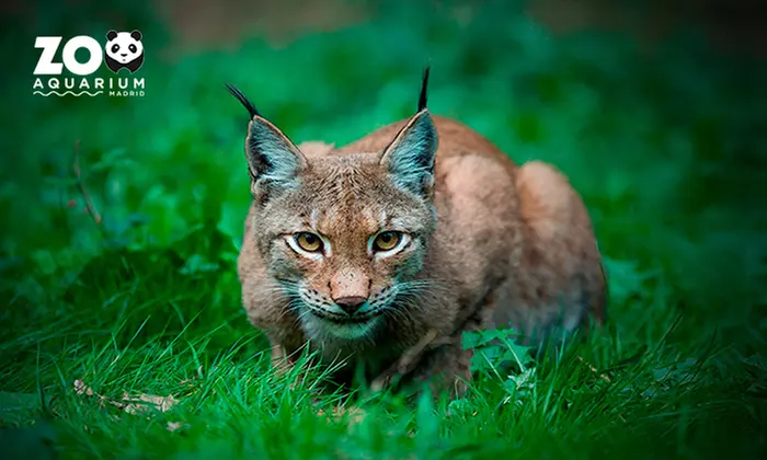 Zoo Aquarium de Madrid: una entrada para adulto, infantil o sénior