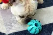 Dog Chewing Ball Toy - Second Medium