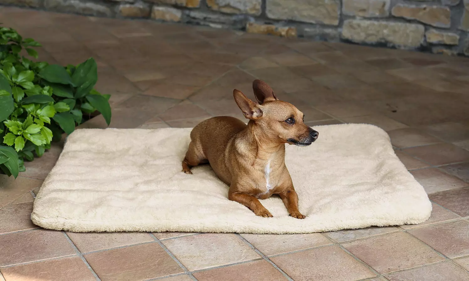 Matelas soft pour chien été / hiver - Primary Image