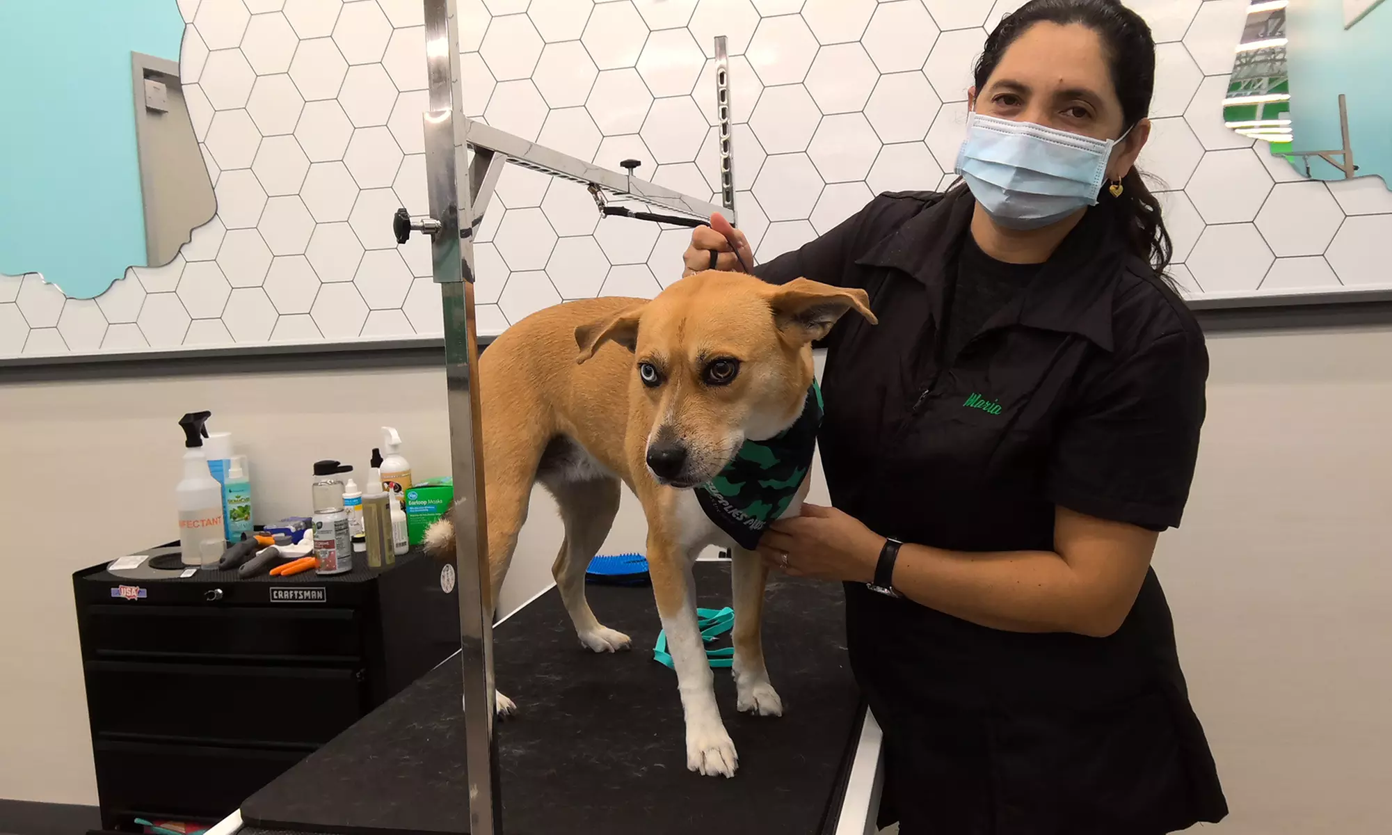Grooming Salon Service, Nail Grind, Teeth Brushing and More