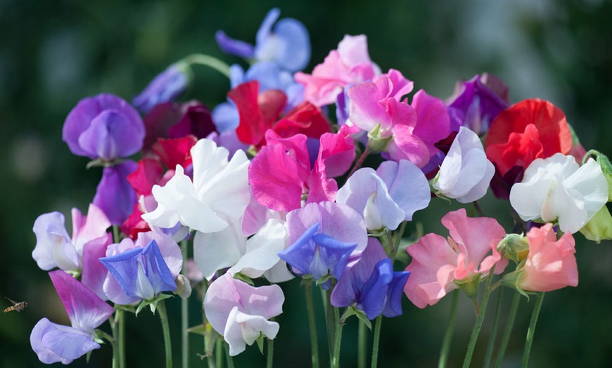 Image 6: Sweet Pea 'Scent Infusion' Premium Multisown Plug Plants