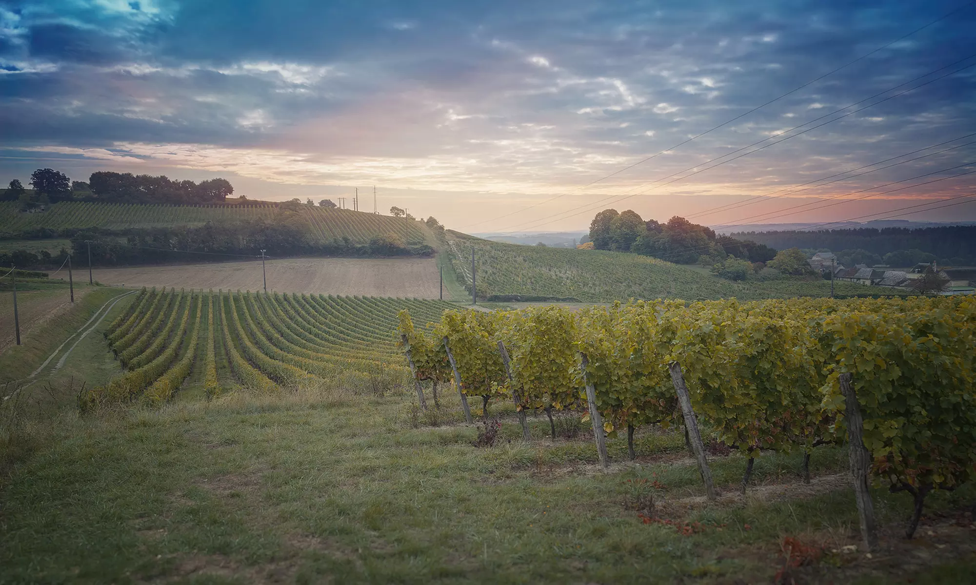 Jusqu'à 42% de remise sur Excursion / Visite - Vin / Vignoble chez Chai Pierre et Bertrand Couly