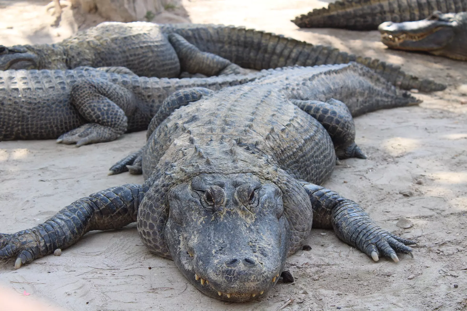 Mini-Golf Deals For One, Two, Three, or Four - Play Among Live Gators (Up To 50% Off)