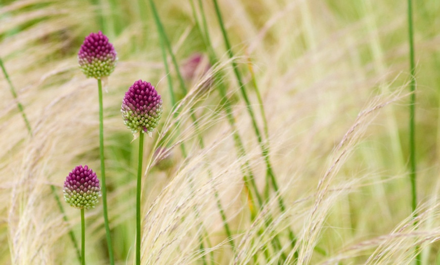 Image 1: Allium Meadow Collection