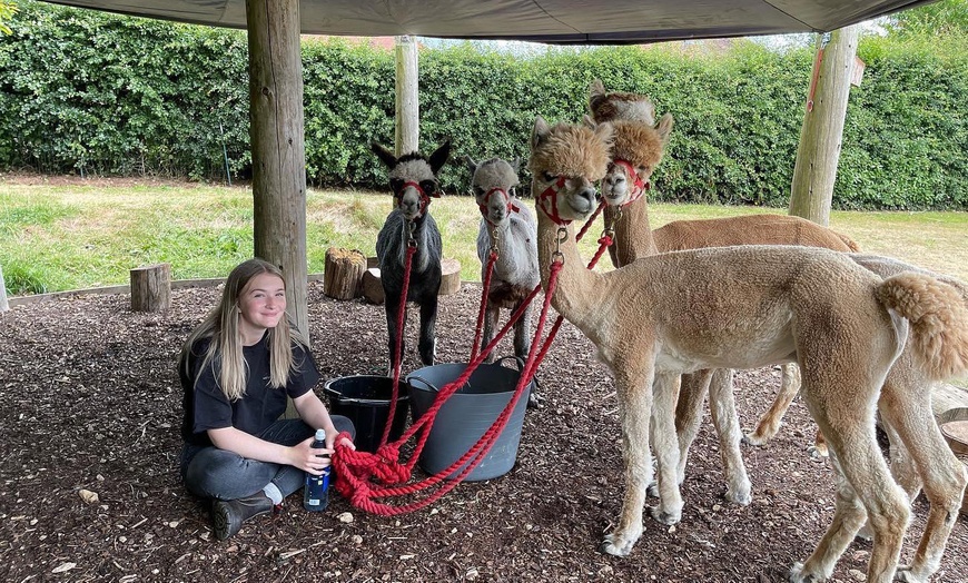 Image 3: Up to 27% Off on Farm Tour at Wetley Moor Alpacas