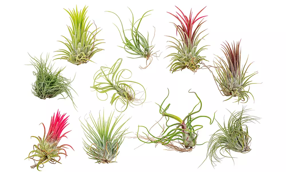 5 ou 10 Tillandsia plantes aériennes Épiphyte - Primary Image