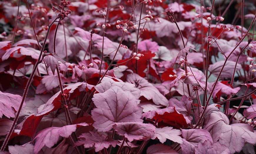 Image 7: 4 x 1 Litre Handsome Heuchera