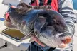 Fishing Trip – Options for 1, 2, or 4 People (Up to 25% Off) - Second Medium
