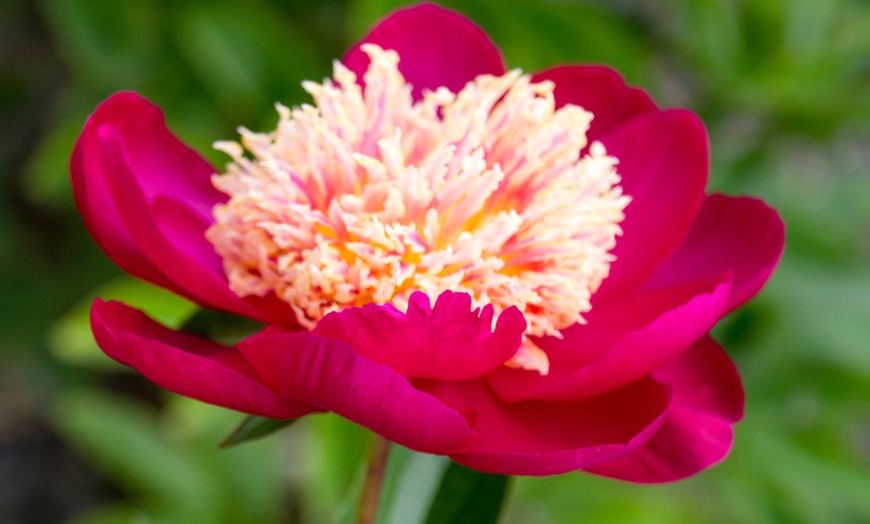 Image 2: Peony 'Sword Dance' - 1, 2 or 3 Potted Plants 