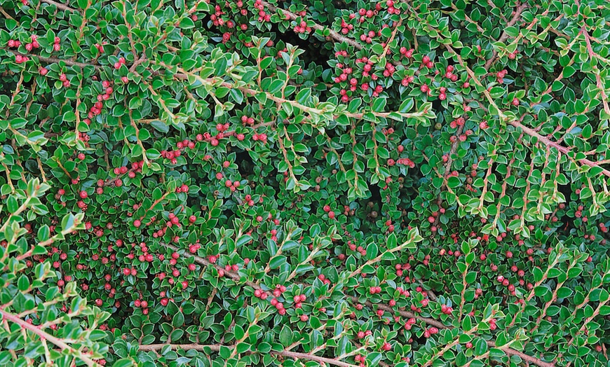 Image 6: Sunny Border Hardy Shrubs