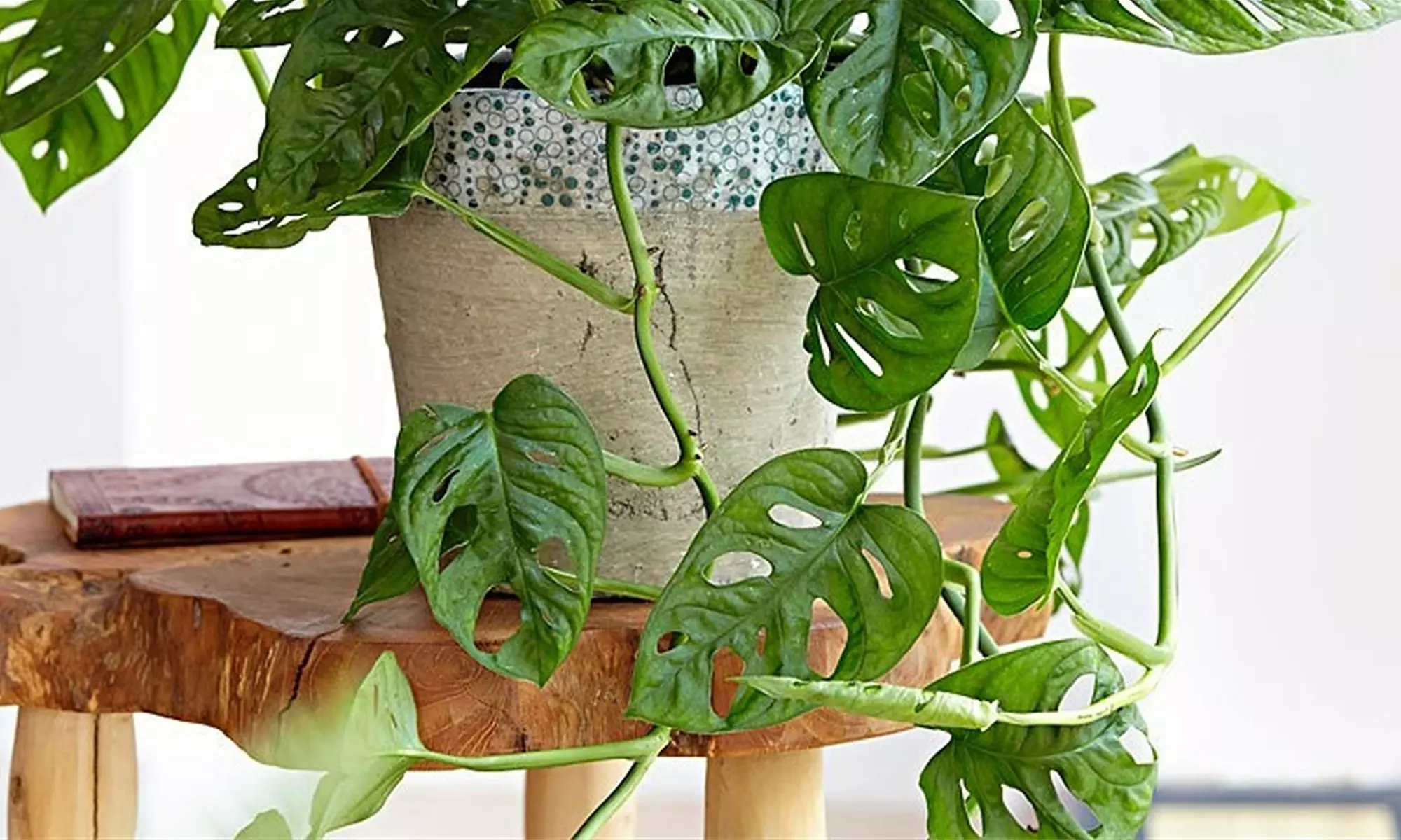 Lot de 2 plantes Monstera Monkey Mask, livrées avec pot - Image 5