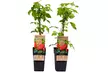 2 o 4 plantas frutales - Second Medium
