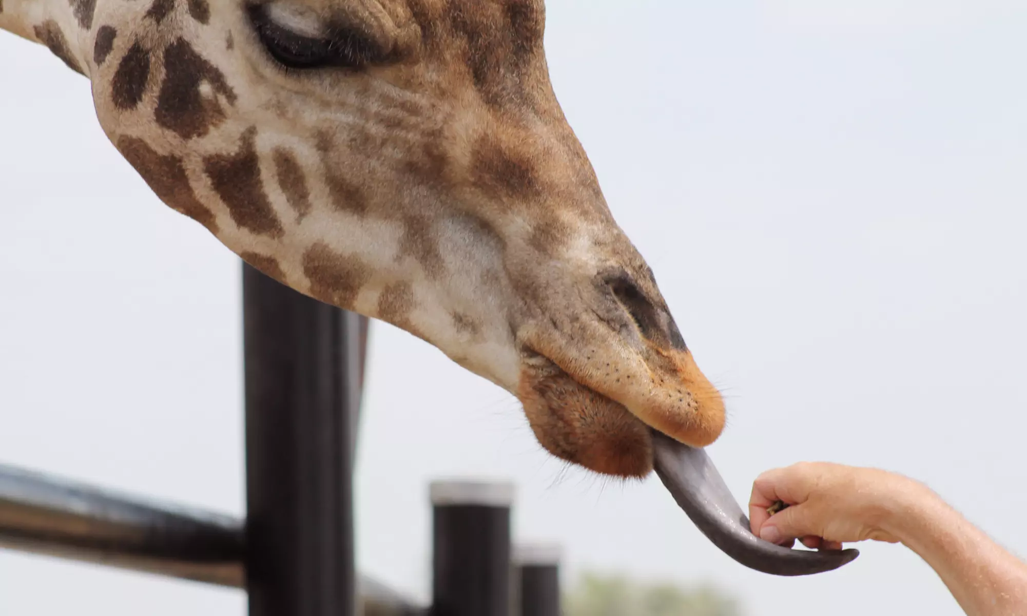 $20 for Day Pass for One at Safari Niagara ($30.95 Value) - Primary Image