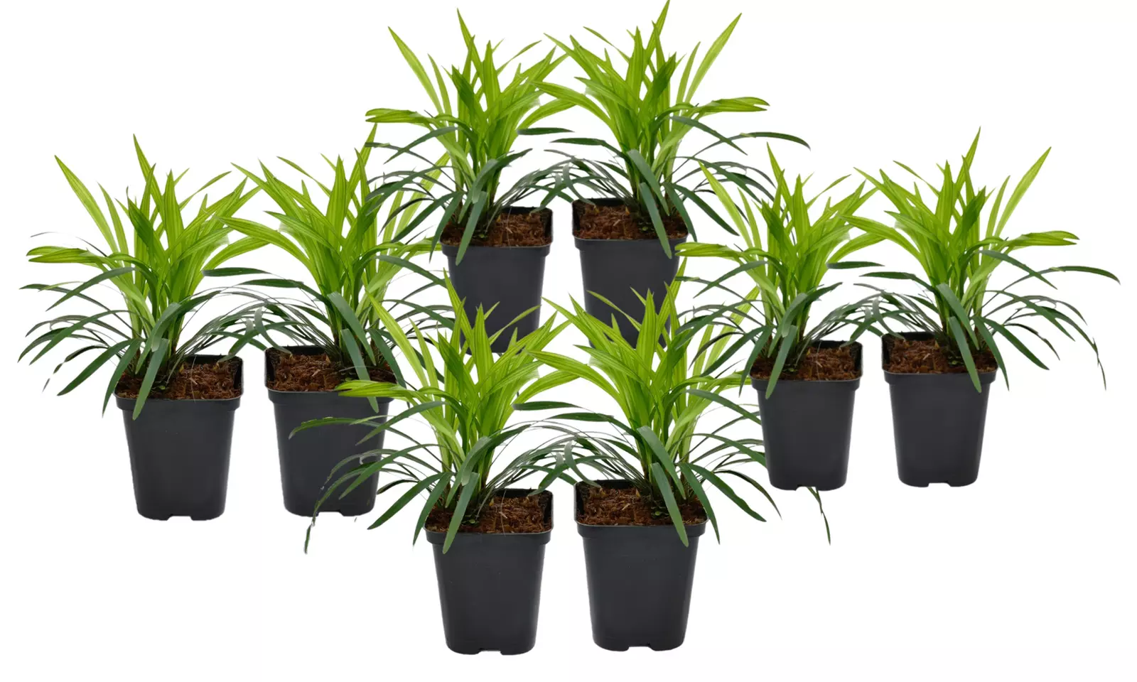 4x oder 8x Liliengras - Second Medium