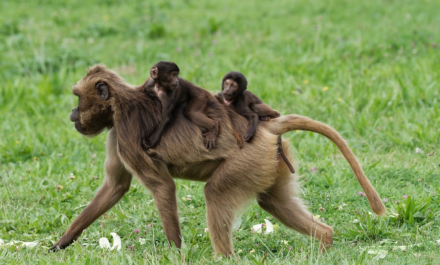 Image 10: Explorez l'incroyable faune sauvage au Lumigny Safari Réserve