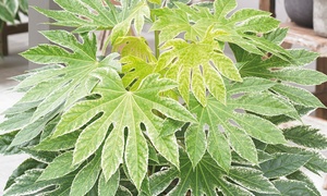  One or Two Fatsia Japonica ''Spider's Web'' 9cm Plants 