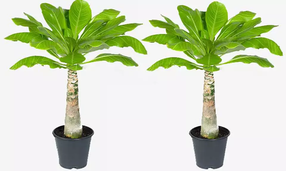 2er-, 4er- oder 6er-Set Zimmerpflanze Hawaii-Palmen - Second Medium