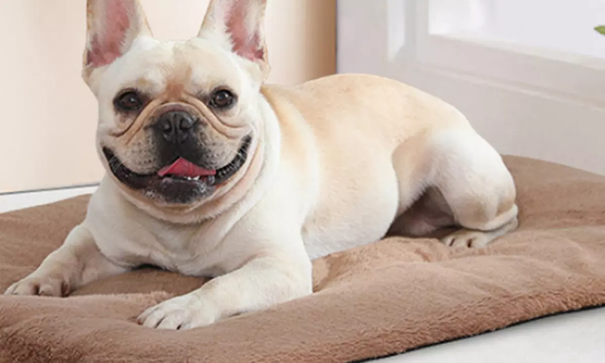 Self-Warming Pet Blanket Bed Pad