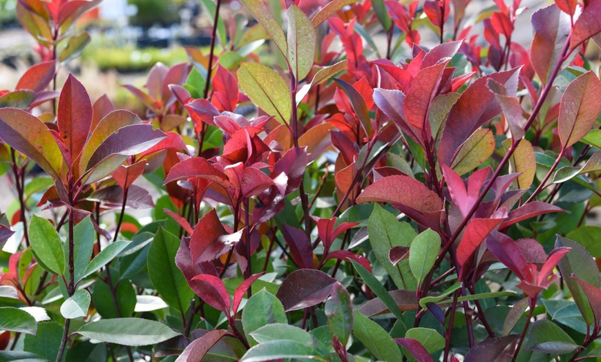 Image 5: One or Two Photinia Little Red Robin Standard Tree