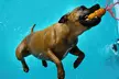 Doggy Fun Swim With Hydrotherapist at K9 Swim ( Up to 36%Off) - Second Medium