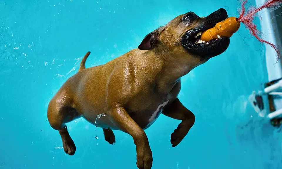 Doggy Fun Swim at K9 Swim