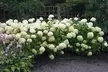 1, 2 of 4 Hortensia Strong Annabelle - Image 2