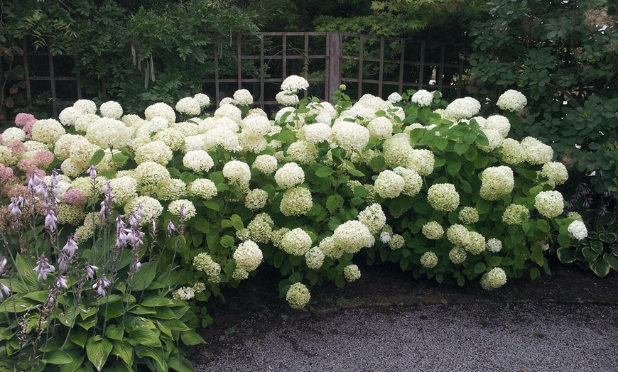 Image 2: Hortensia Strong Annabelle