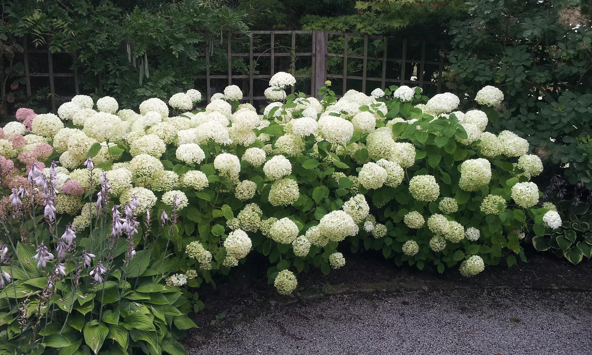 Hortensia Strong Annabelle