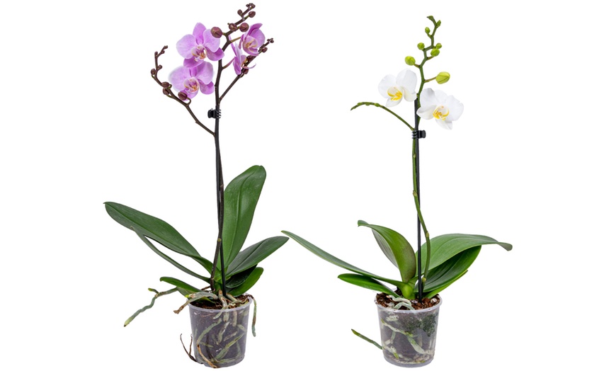 Image 11: Moth Orchid